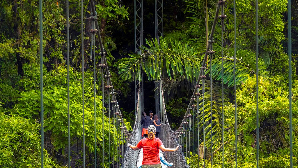 Mistico arenal hanging bridges loop