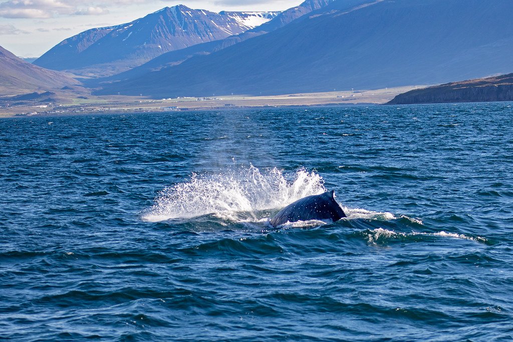 Whale season