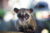 Why Civility Starts With Civets: The Ugly Truth Behind the World’s Most Expensive Coffee